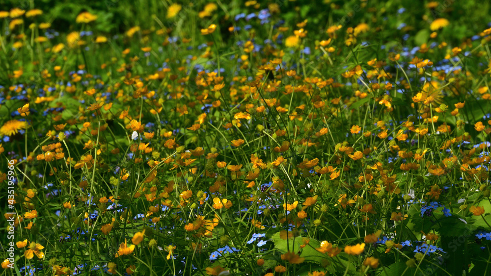 Yellow buttercups and blue forget-me-nots on a bright wild meadow overgrown with green grass on a sunny day.
