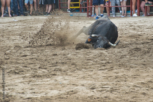 toro caído de morros sobre la arena en un festejo taurino