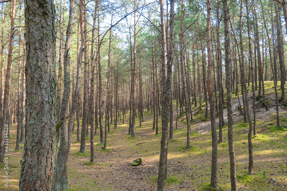 Fototapeta premium A coniferous forest on Sobieszewo island, Poland. The forest grows next to a sandy beach and therefore is rich in iodine. Tall trees around. Clear and blue sky above them. Clean undergrowth with moss
