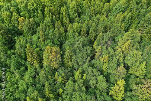 summer forest top view drone, background green trees panorama landscape
