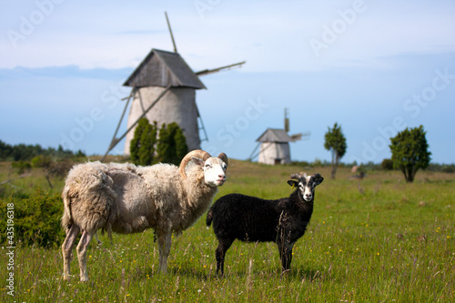 Old traditional windmills with white and black sheep on the pasture in Gotland, Sweden, Europe photo