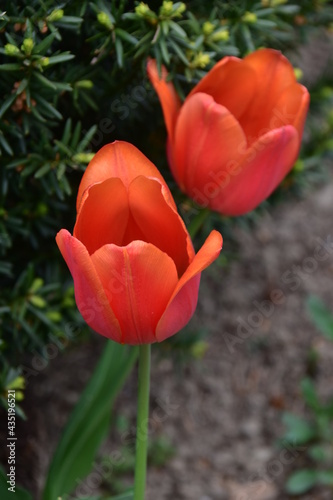 Tulpe