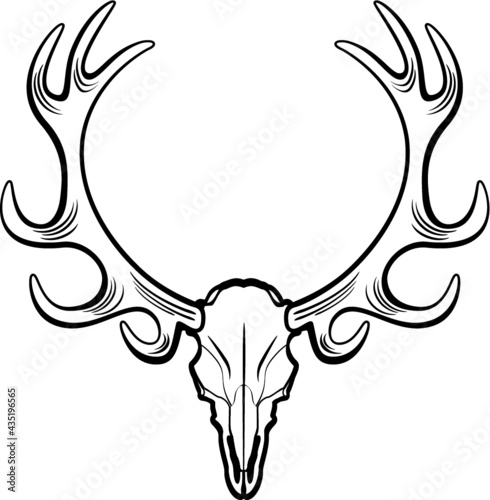 vector deer buck skull with antlers