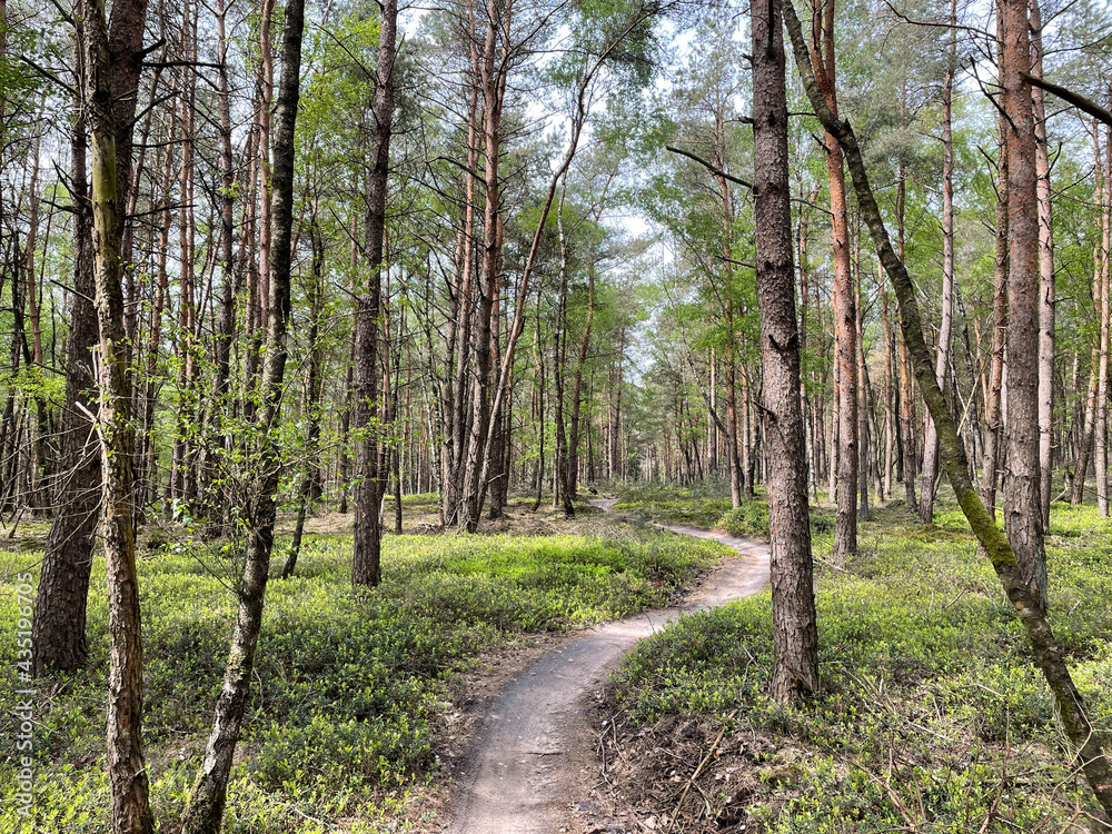 MTB route at the sallandse heuvelrug national park MTB route at the sallandse heuvelrug national park