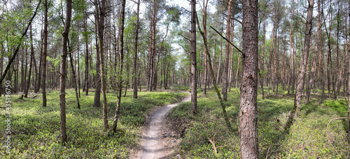 Panorama from a MTB route at the sallandse heuvelrug photo