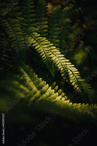 Details of the spring nature with fresh green growing colors in the magic forest