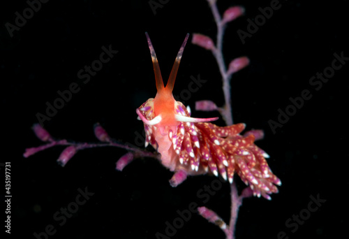 Trinchesia sp. - nudibranch (sea slug) feeding on a hydroid. Underwater macro world of Tulamben, Bali, Indonesia. photo