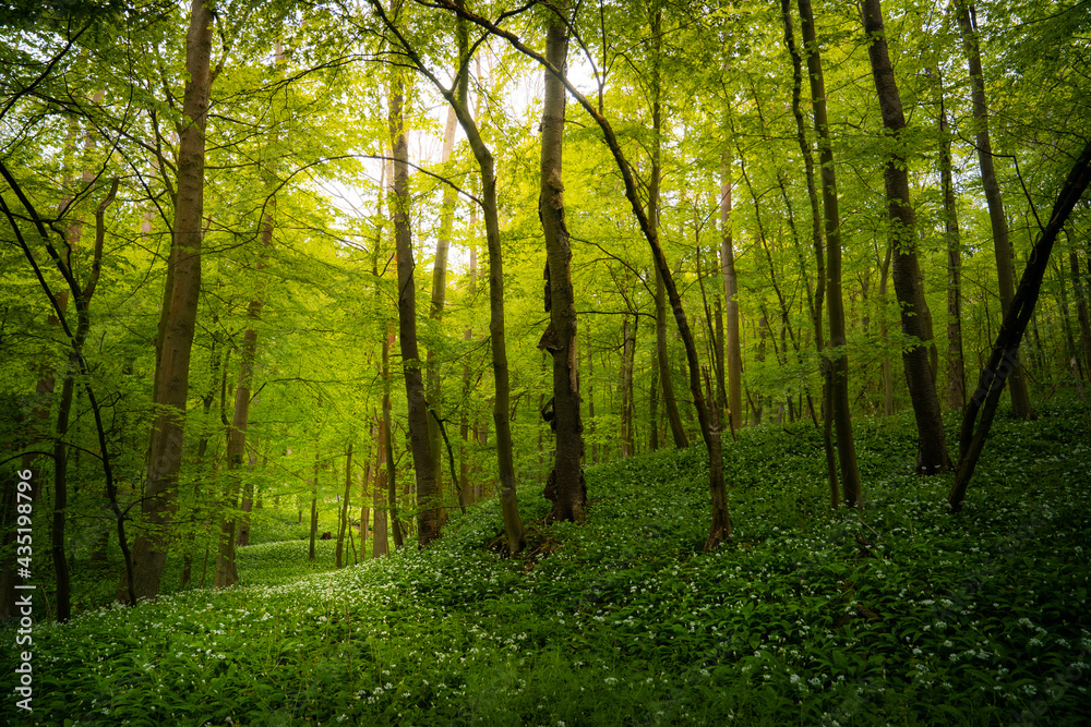 Bärlauchwald