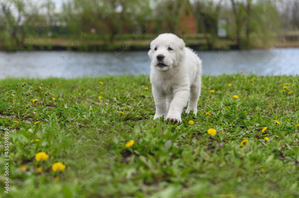 Amazing Central Asian Shepherd puppy running on grass