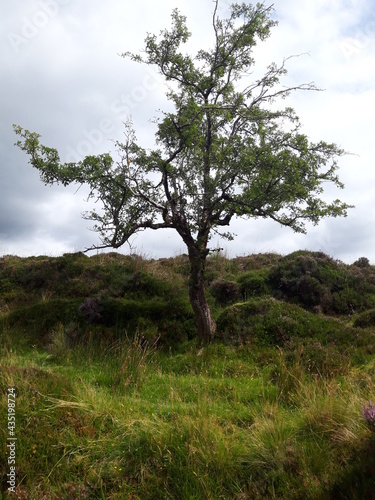 lonely tree in the hills of ireland .