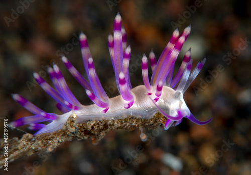 Coryphellina sp. - sea slug. Underwater macro world of Tulamben, Bali, Indonesia.