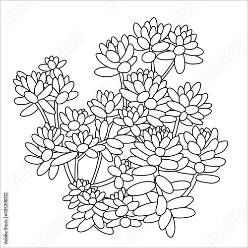 Hand drawn vector of Sedum stahlii isolated on white background. Stock illustration of succulent plant.