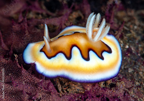Goniobranchus coi - nudibranch (sea slug) feeding on a sponge. Underwater macro world of Tulamben, Bali, Indonesia. 