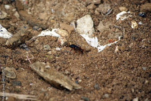 black ant on the ground