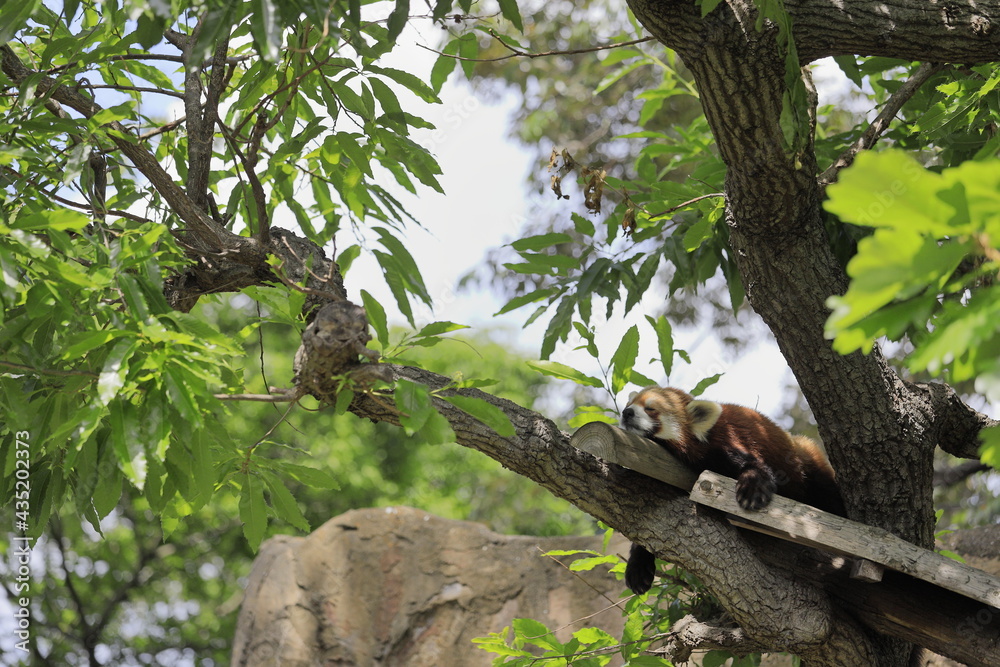 木の上で昼寝をするレッサーパンダ