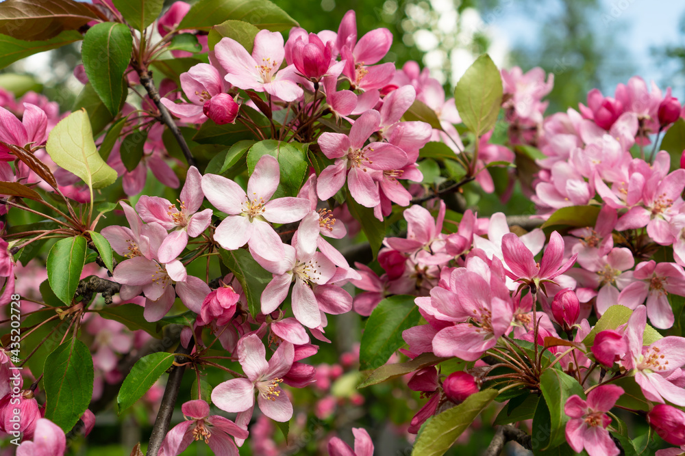 Apple tree blossoming with pink flowers. Apple tree blossoming with pink flowers.