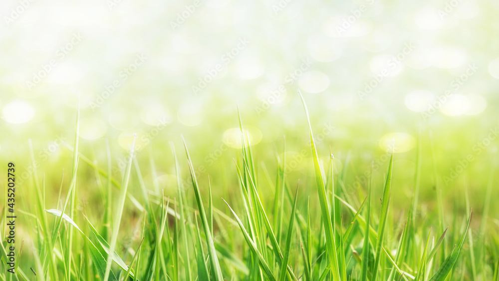 green fresh grass on blurred bokeh background with place for text spring background