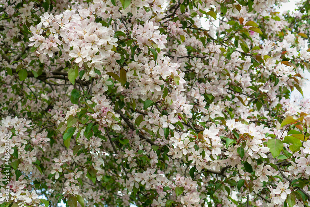 Beautiful blossoming apple tree with pink flowers. Nature in spring season. Beautiful blossoming apple tree with pink flowers. Nature in spring season.