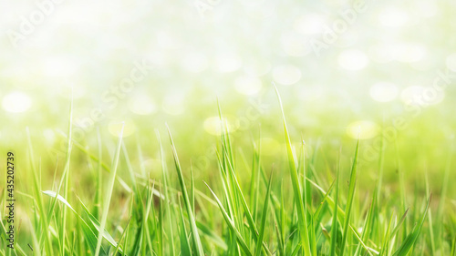 green fresh grass on blurred bokeh background with place for text spring background
