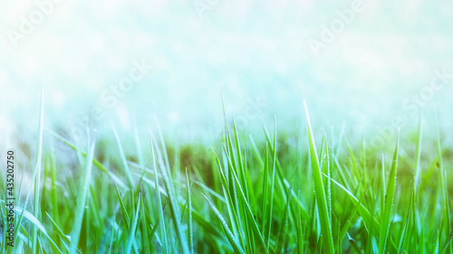 green fresh grass on blurred bokeh background spring background