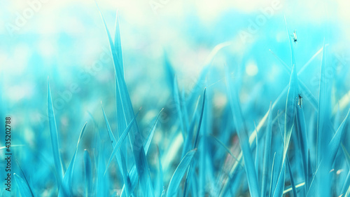 blue grass close up on blurred bokeh background with place for text