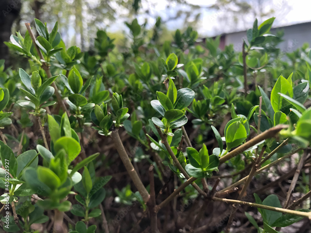A background as a green hedge A background as a green hedge