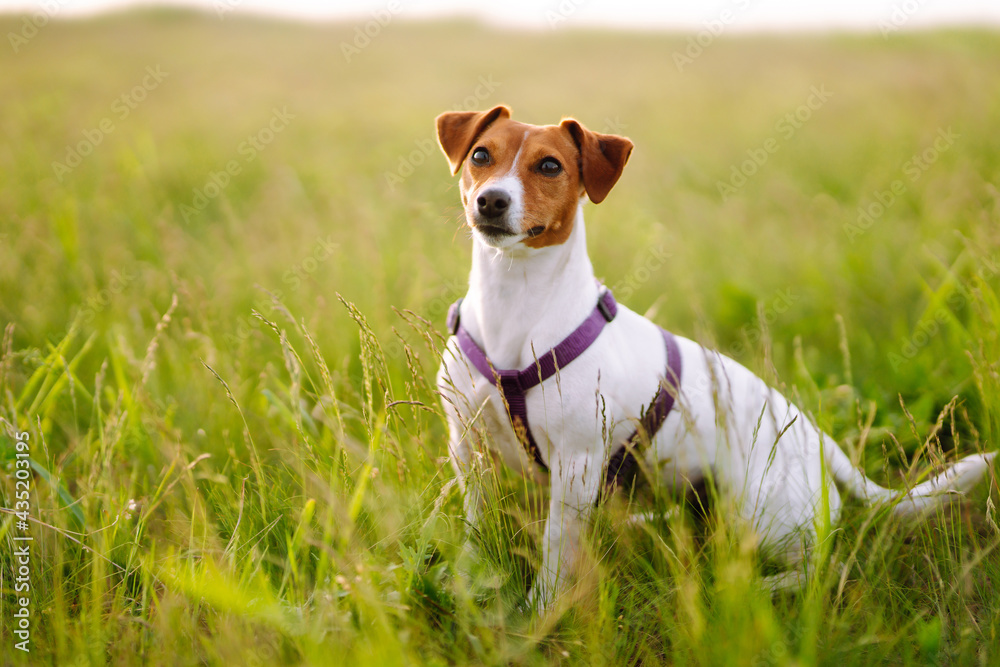 Happy active dog wearing collar  playing in fresh spring grass on sunny day.