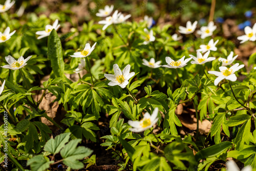 Obraz premium Wood anemones growing at field. Beautiful white spring flowers Anemone Nemorosa. Scenic delicate spring seasonal wildflowers at sunny day.