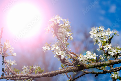 flowering plum branches against a sunny blue sky