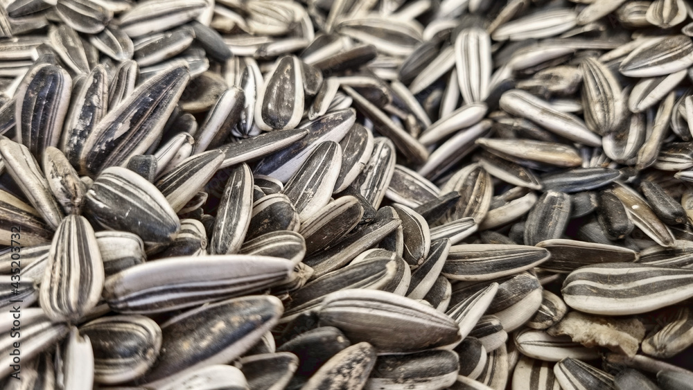 sunflower seeds. background and texture. agriculture. agriculture