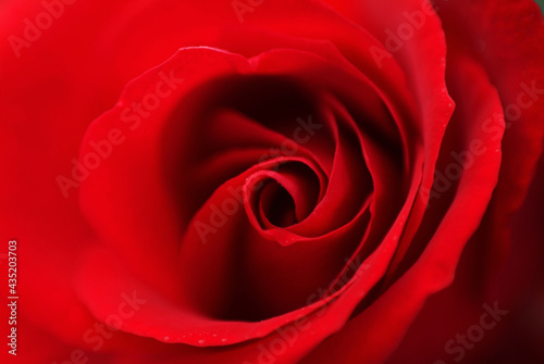 赤い薔薇の情熱
