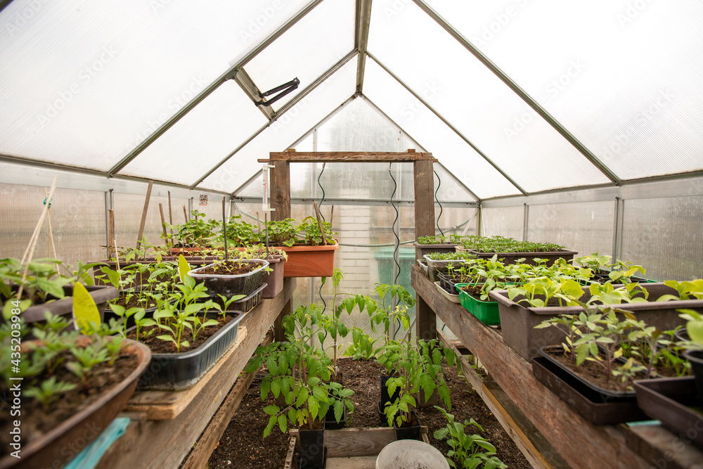View to a bio greenhouse with kinda of vegetable seedlings, agriculture and gardening concept