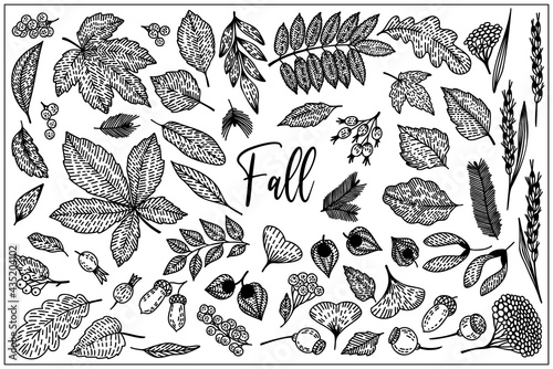 Fall forest berries, flower, branches, leaves are hand-draw, doodle graphic. Vector illustration. Isolated on white background. Autumn set. Black and white outline style. For Textile, Wallpaper, Cards