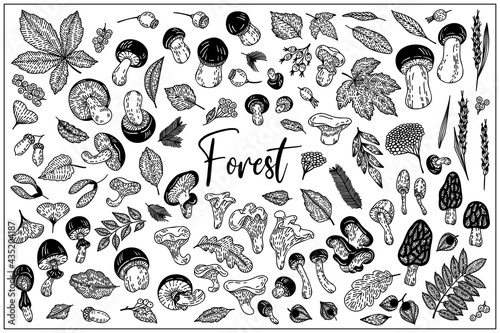 Mushrooms and berries, flower, branches, leaves are hand-draw, doodle graphic. Vector illustration. Isolated on white background. Black and white outline style. For Textile, Wallpaper, Card design.