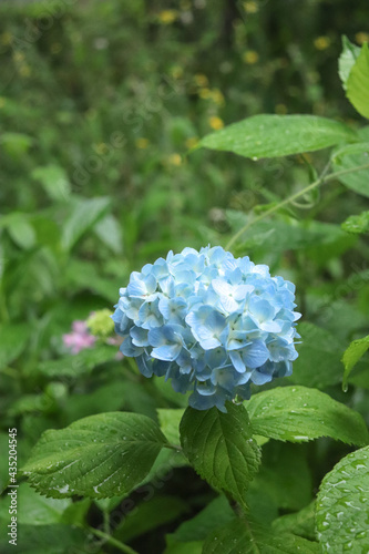 ブルー 紫陽花 アジサイ あじさい グリーン 雨 梅雨 美しい 綺麗 かわいい さわやか パステル 6月