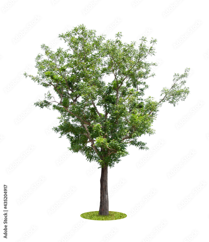 Obraz premium Beautiful green tree.