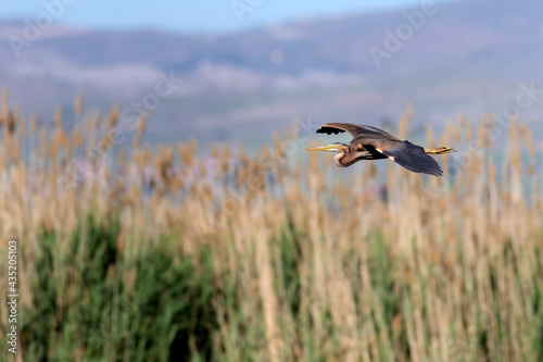 Flying heron. Purple Heron. Lake nature habitat background. Bird: Purple Heron. 