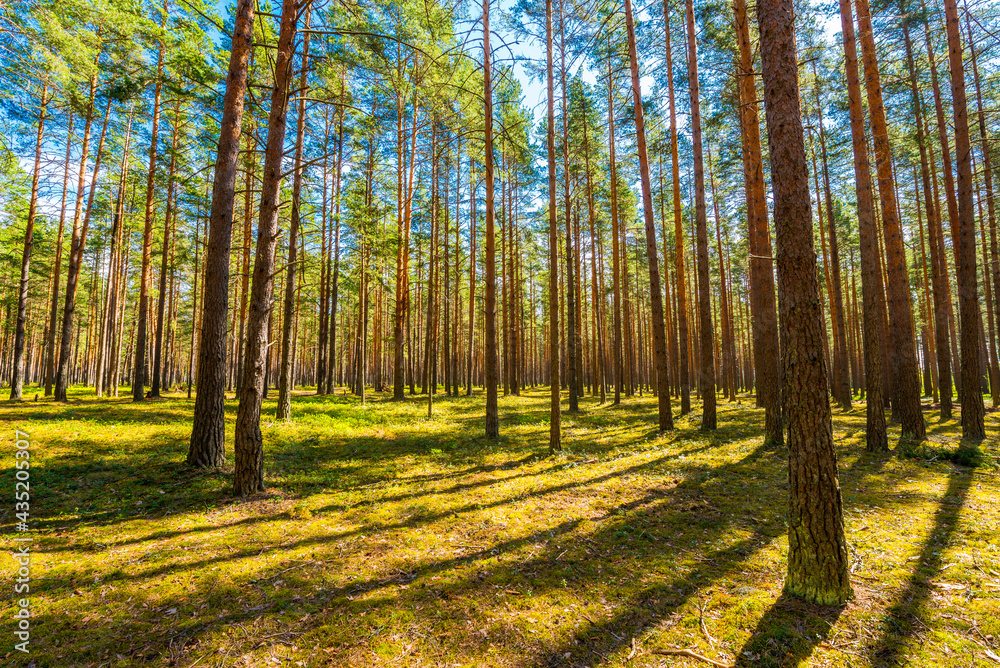 Sunlight passes through the pine trees in the spring forest Sunlight passes through the pine trees in the spring forest