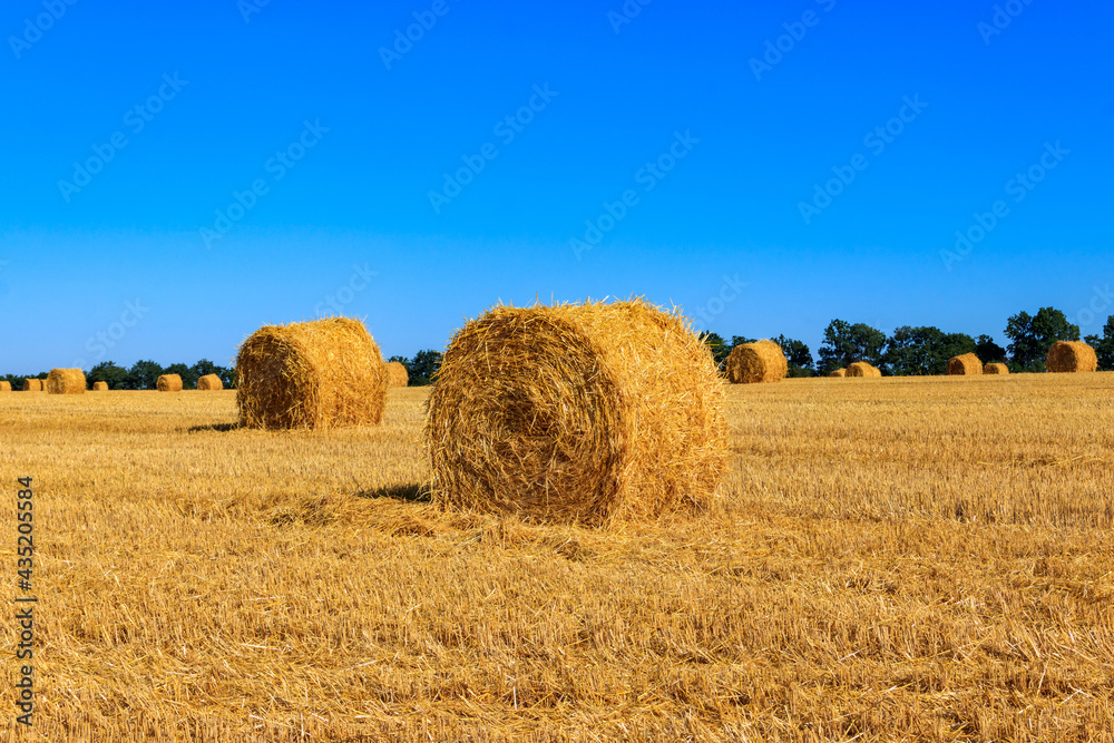 Round straw bales on a field after the grain harvest