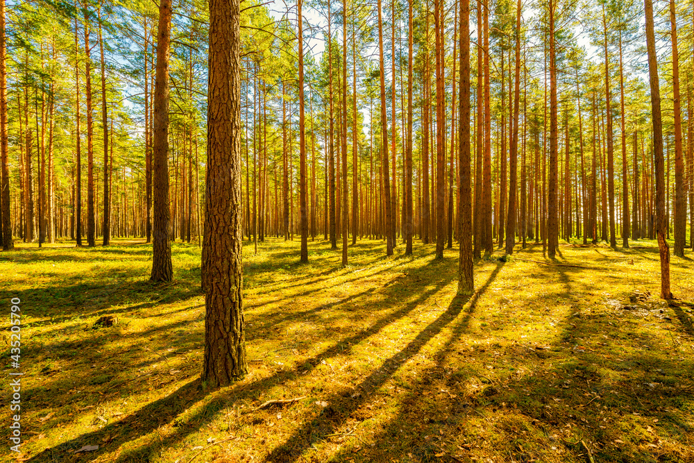 Obraz premium Sunlight passes through the pine trees in the spring forest