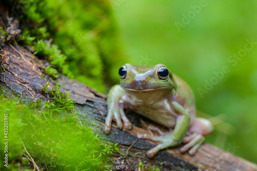frog on a leaf © Dwi