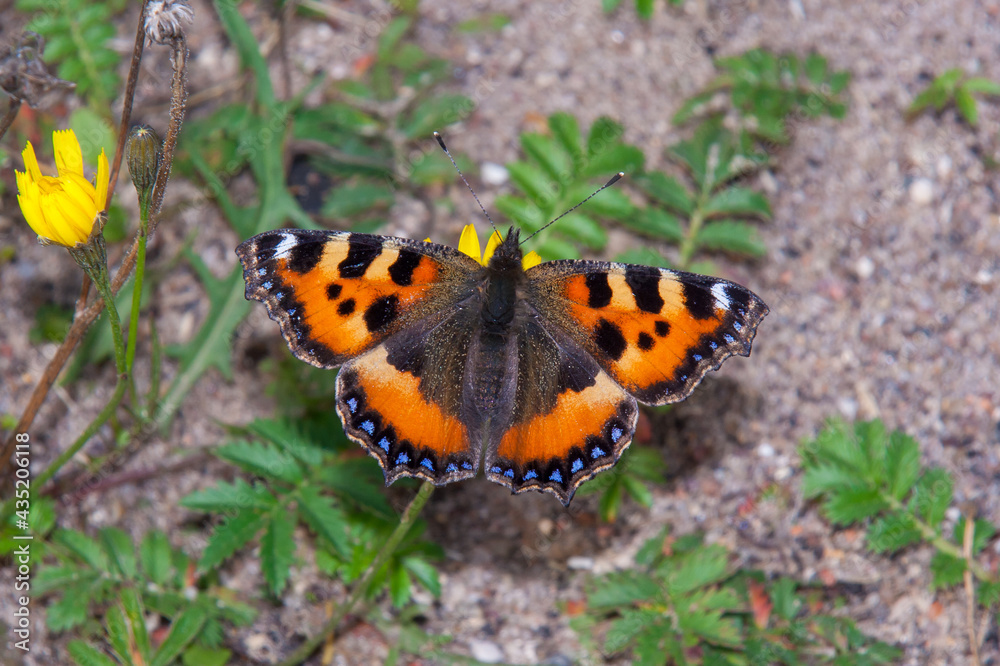The small tortoiseshell (Aglais urticae) on a yellow flower The small tortoiseshell (Aglais urticae) on a yellow flower