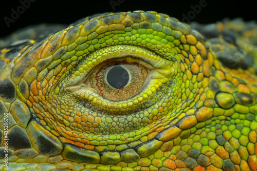 green iguana close up