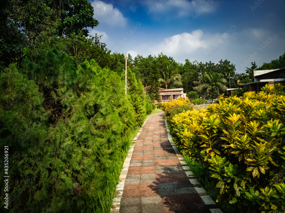 Path passing though Cypress Tree branch on sunny day with blue cloudy sky Path passing though Cypress Tree branch on sunny day with blue cloudy sky