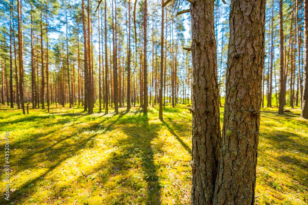 Obraz premium Two pine trees in a pine forest. Focus on tree trunk