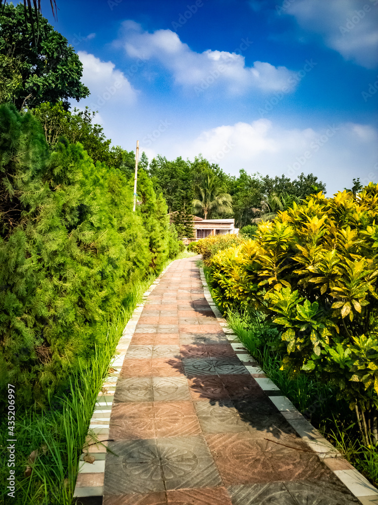 Fototapeta premium Path passing though Cypress Tree branch on sunny day with blue cloudy sky
