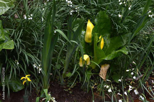 gelbe Scheinkalla, Lysichiton, auch Riesenaronstab photo