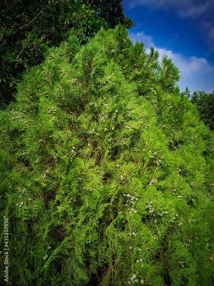 Cypress Tree branch closeup image on sunny day moody effect Cypress Tree branch closeup image on sunny day moody effect