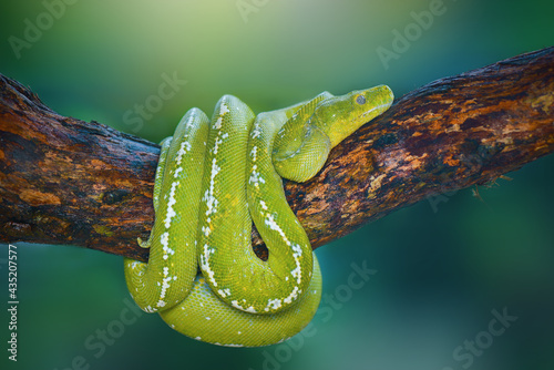 green snake on branch photo