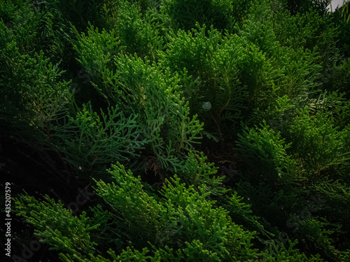 Cypress Tree branch closeup image on sunny day moody effect